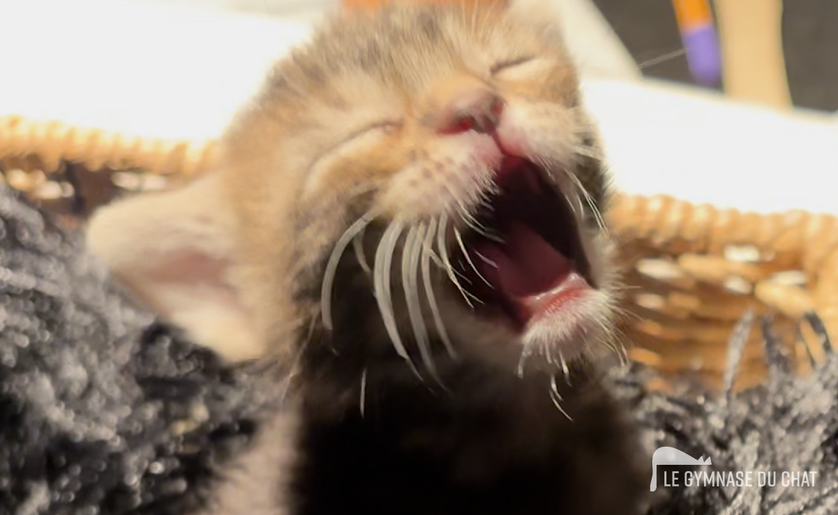 Noé le chat jour 22 : 4 heures du matin