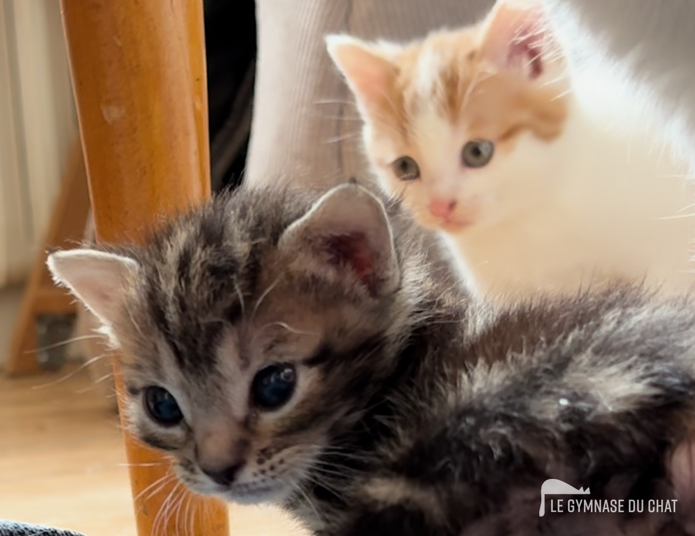Noé jour 24 : Humain ou chat ? que choisir ?