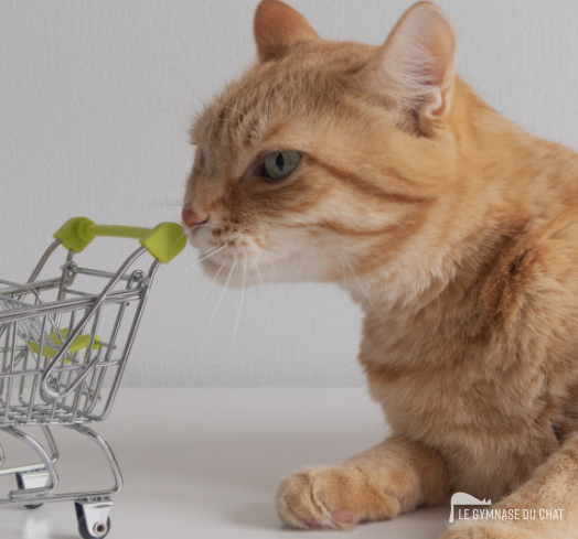 Les questions à se poser pour choisir son arbre à chat