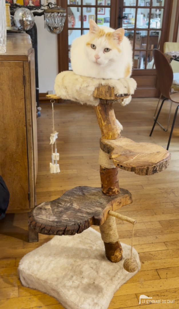 Monte là dessus, tu verras Montmartre — arbre à chat artisanal Le Gymnase du Chat