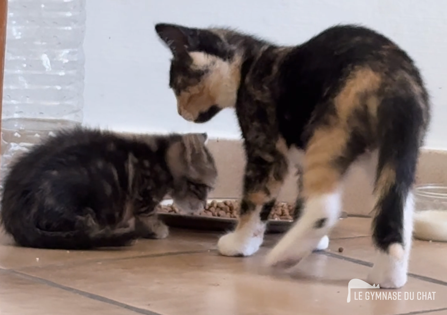 Noé jour 44 : duo de chats en miaou mineur