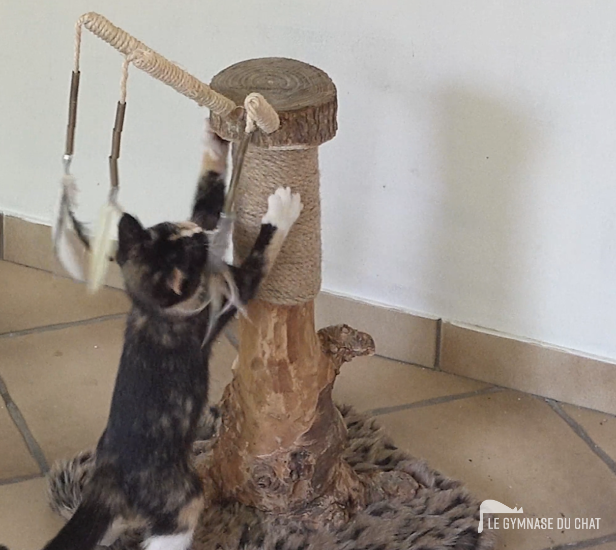 Pourquoi un arbre à chat artisanal est essentiel au bien‑être félin : synthèse technique et références scientifiques