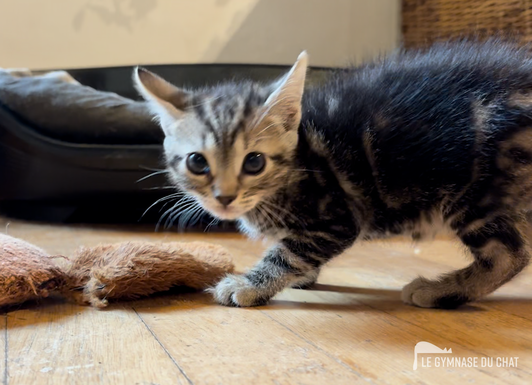 Noé le chat jour 51 : un chien, vous avez dit un chien ?
