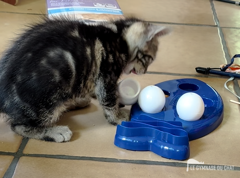 Noé 60 jours : chat de laboratoire