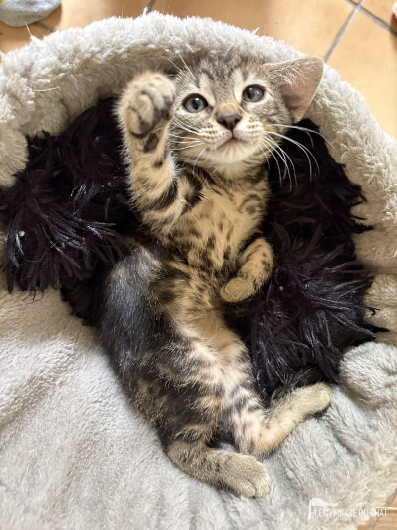 L'arbre à chat, prenez celui que vous voulez mais les chats ils aiment