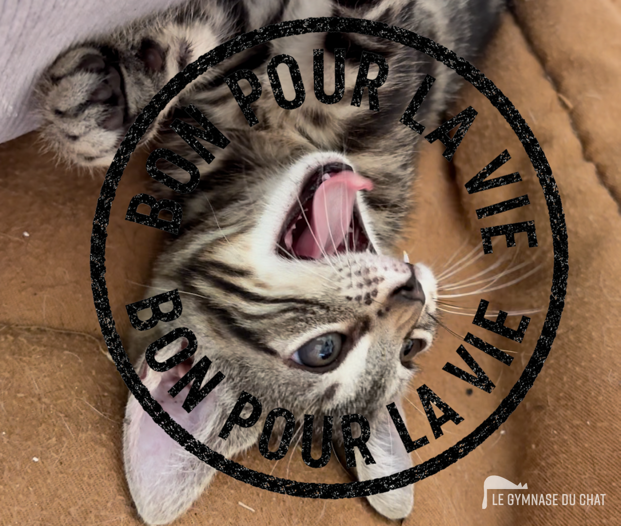Noé jour 64 : Bon pour la vie