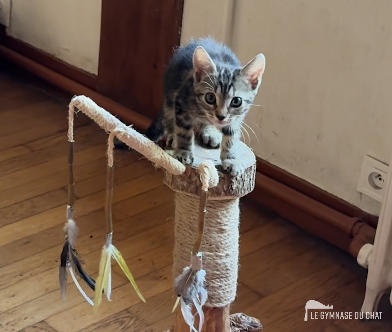Noé jour 66 : l'arbre à chat