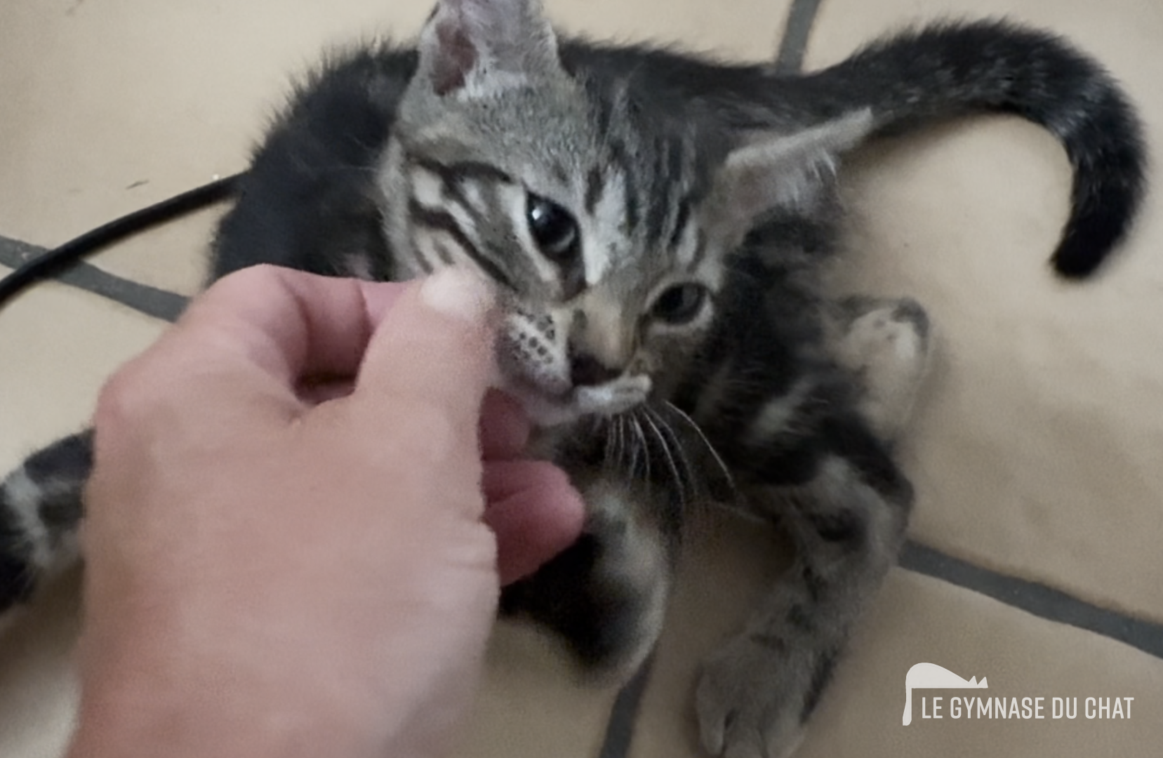 Noé jour 71 : L’heure du chat existe-t‑elle vraiment ?