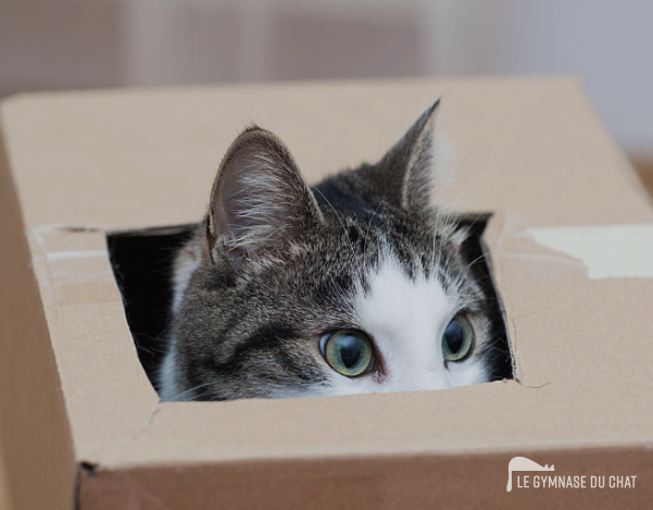 Quelle est la relation entre votre chat et son arbre ?