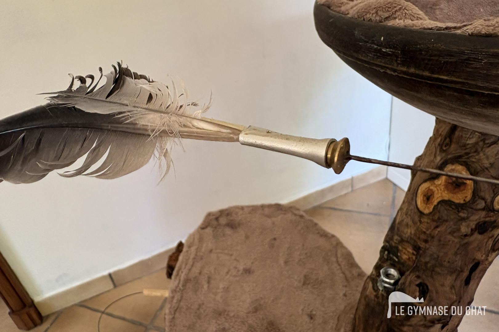Détail des plumes de coq