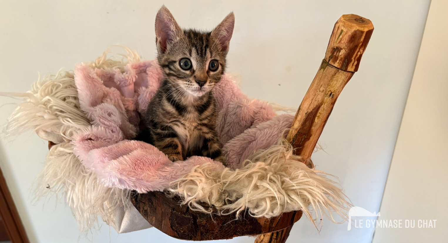 Vue de l'atelier du Gymnase du Chat à Écluzelles — fabrication artisanale d'arbres à chat