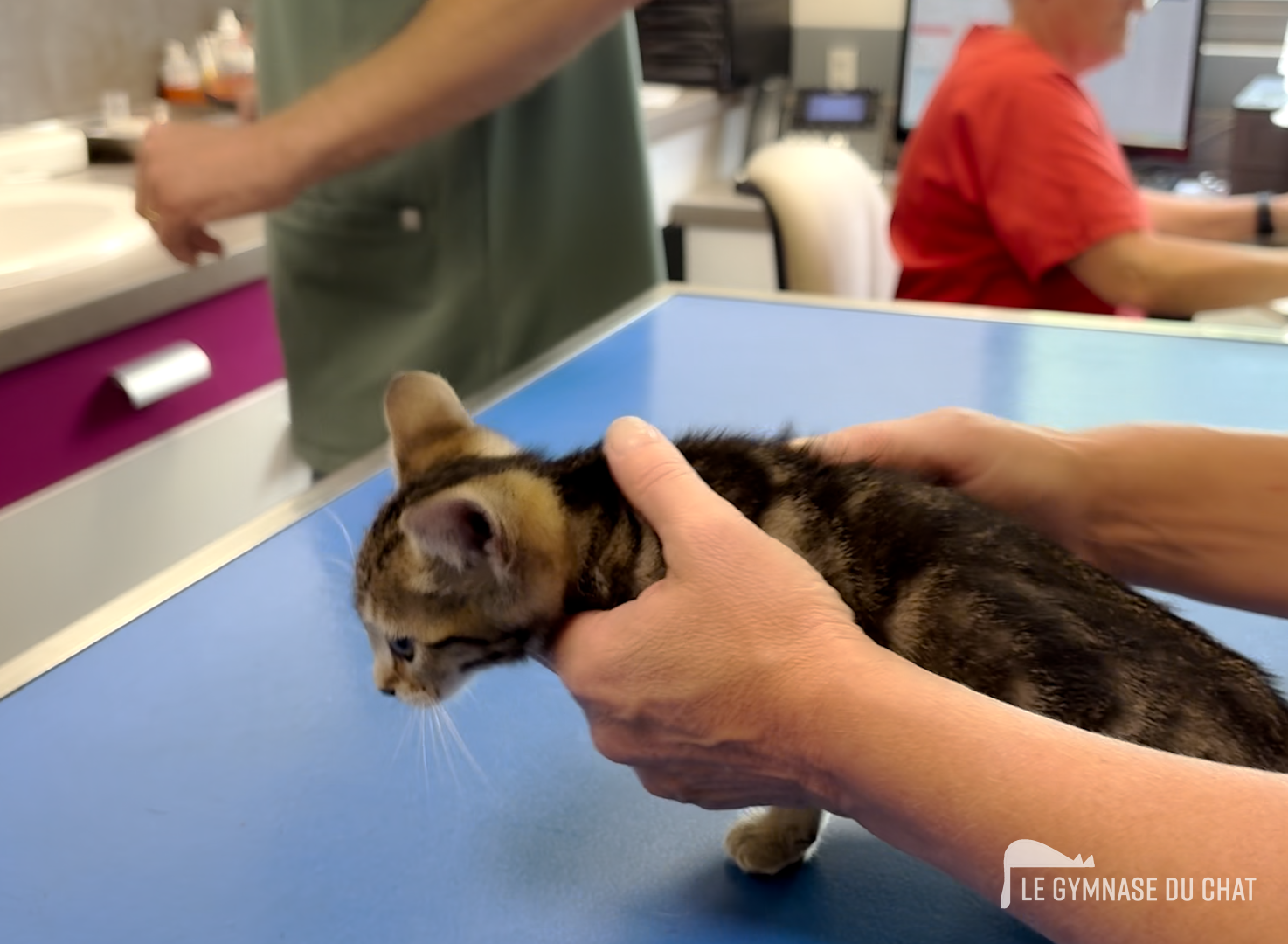 Les trois chatonnes passent leur premiers examens chez le véto