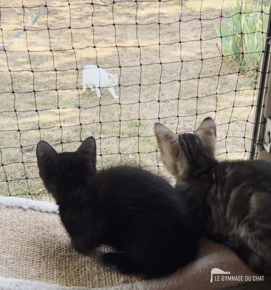 Filets à chat pour fenêtres : une sécurité indispensable ?