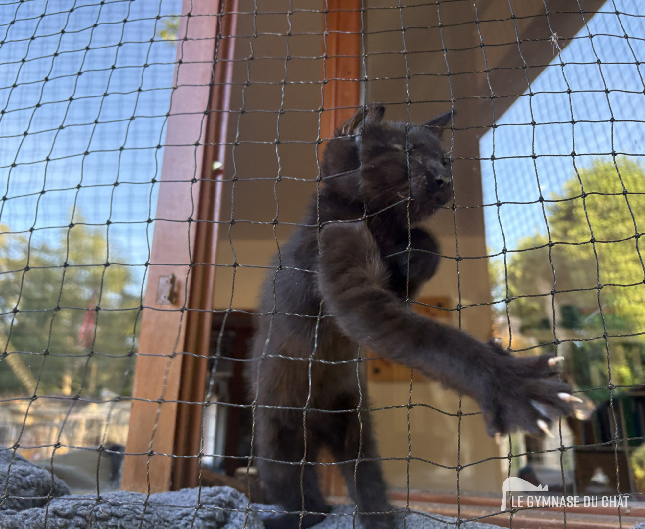 Comportement du chat et période d’adaptation — Filets à chat pour fenêtres : une sécurité indispensable ?