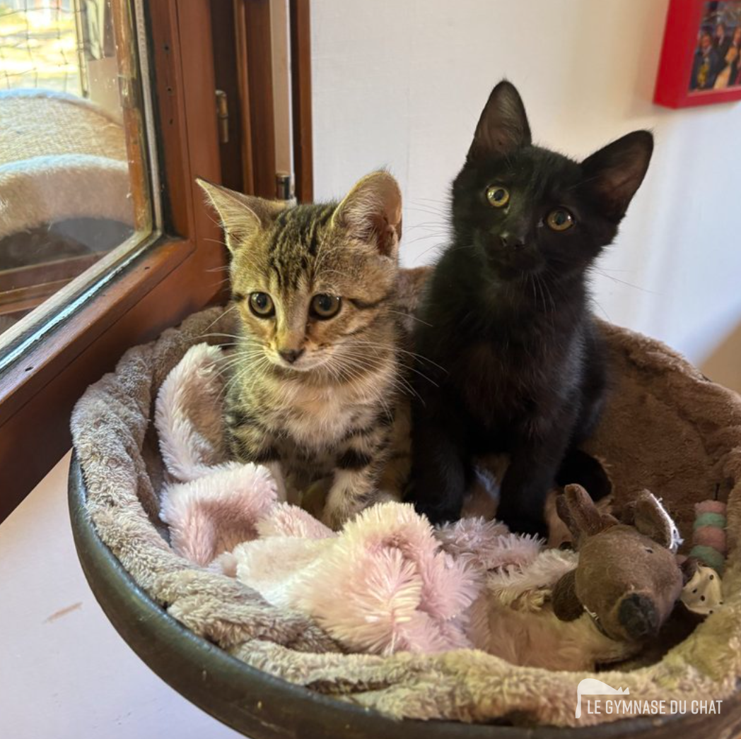 Le besoin de hauteur chez le chat (hauteur idéale 1m–1m20) — Pourquoi offrir un arbre à chat à son matou ? Mettre toutes les chances de son côté pour qu'il l'adopte !