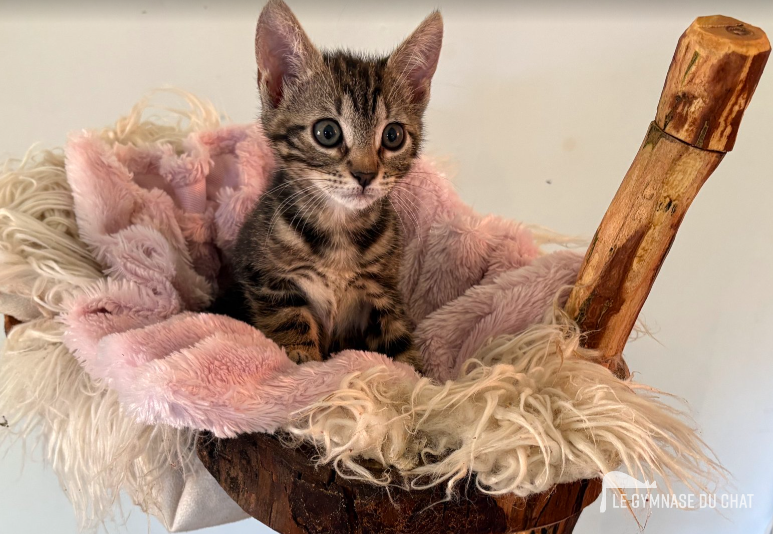 Réduction du stress grâce aux plateformes en hauteur — Pourquoi offrir un arbre à chat à son matou ? Mettre toutes les chances de son côté pour qu'il l'adopte !