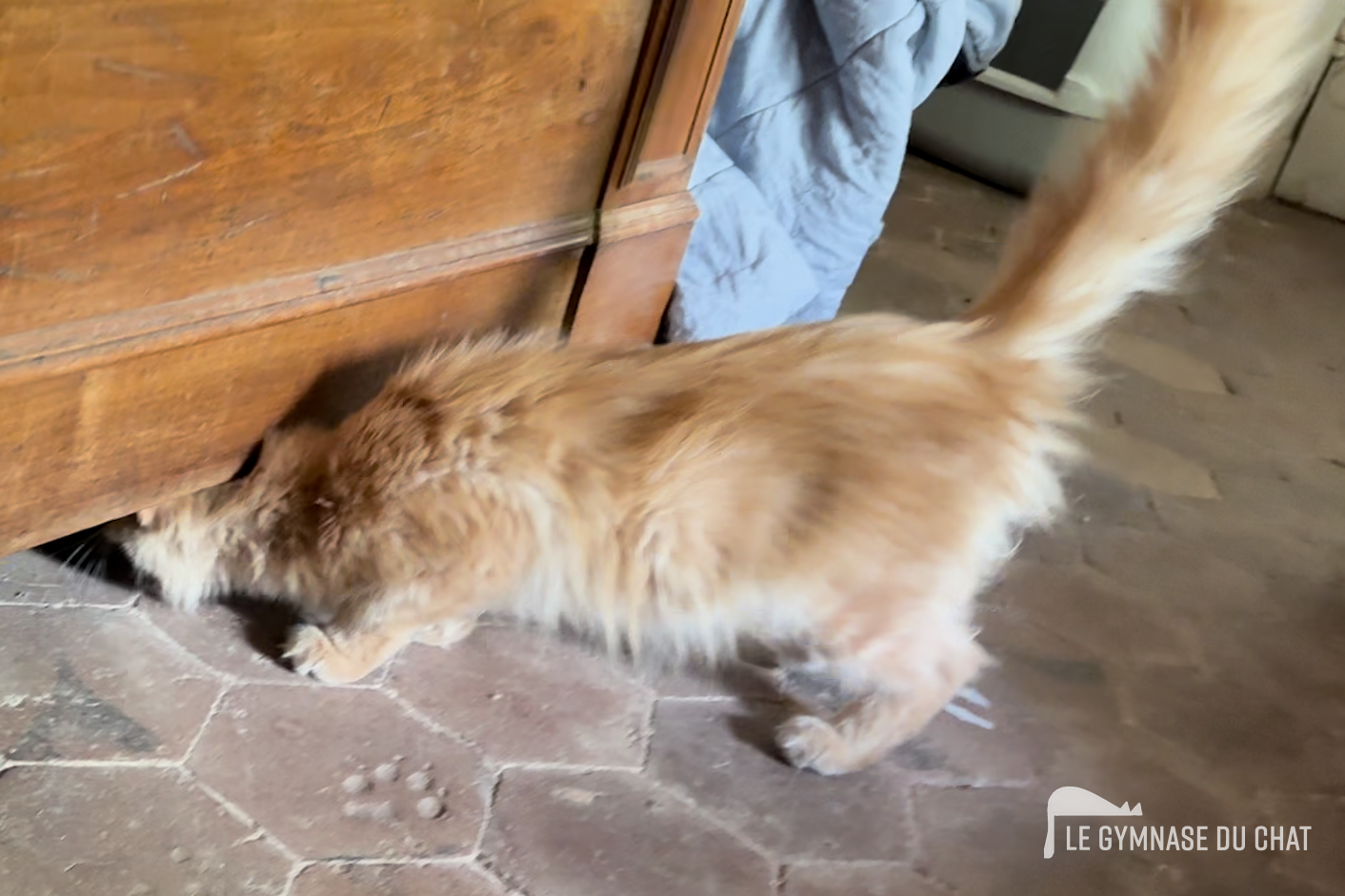 3 premiers jours : observation et sécurité — Tout comprendre sur l’adaptation d’un chat dans un nouveau foyer : la règle des 3 jours, 3 semaines, 3 mois