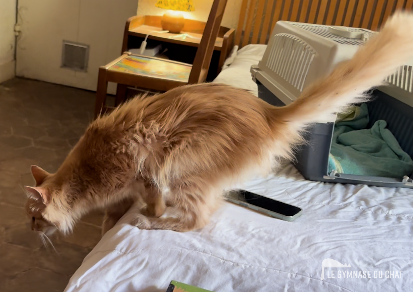 3 premières semaines : exploration — Tout comprendre sur l’adaptation d’un chat dans un nouveau foyer : la règle des 3 jours, 3 semaines, 3 mois