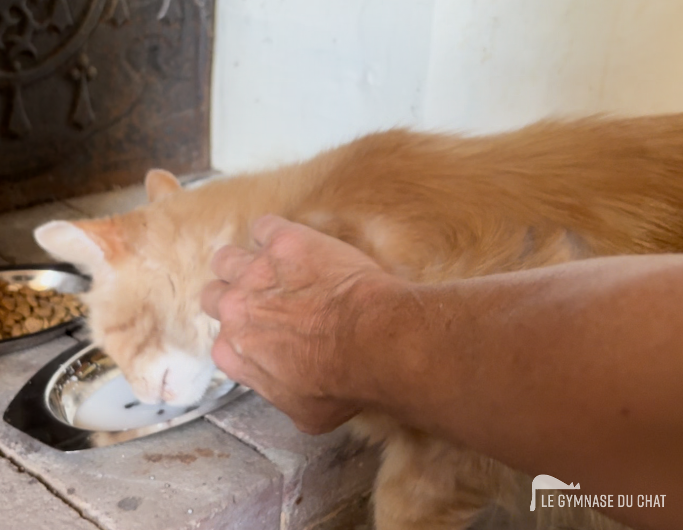 Tout comprendre sur l’adaptation d’un chat dans un nouveau foyer : la règle des 3 jours, 3 semaines, 3 mois