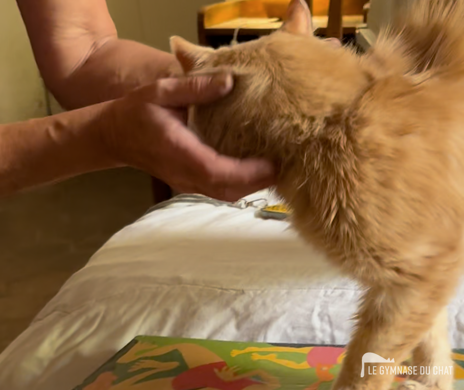 3 premier mois : intégration — Tout comprendre sur l’adaptation d’un chat dans un nouveau foyer : la règle des 3 jours, 3 semaines, 3 mois