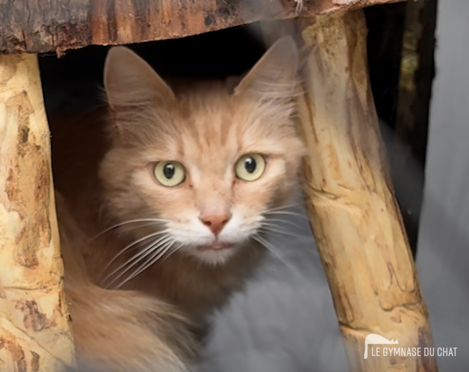 En résumé — Tout comprendre sur l’adaptation d’un chat dans un nouveau foyer : la règle des 3 jours, 3 semaines, 3 mois