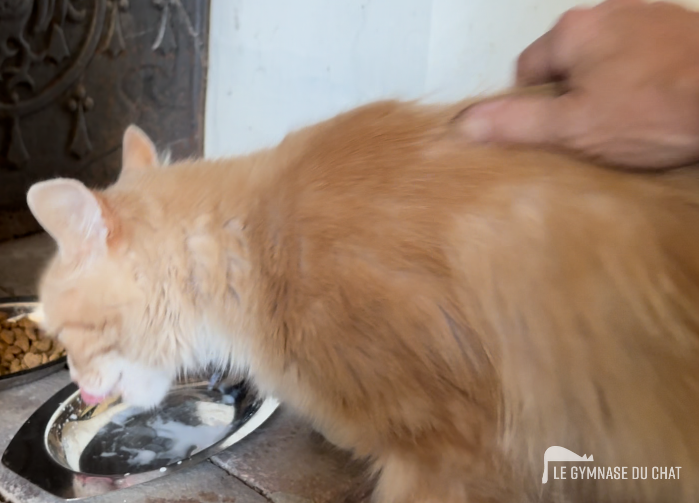 Erreurs fréquentes à éviter — Tout comprendre sur l’adaptation d’un chat dans un nouveau foyer : la règle des 3 jours, 3 semaines, 3 mois