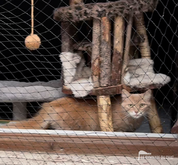 Questions fréquentes sur la règle des 3‑3‑3 et l’arrivée d’un chat — Tout comprendre sur l’adaptation d’un chat dans un nouveau foyer : la règle des 3 jours, 3 semaines, 3 mois