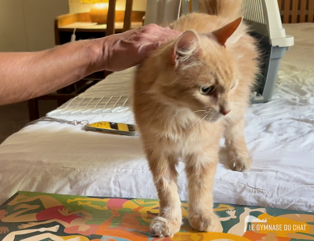 Signaux qui montrent que tout se passe bien — Tout comprendre sur l’adaptation d’un chat dans un nouveau foyer : la règle des 3 jours, 3 semaines, 3 mois