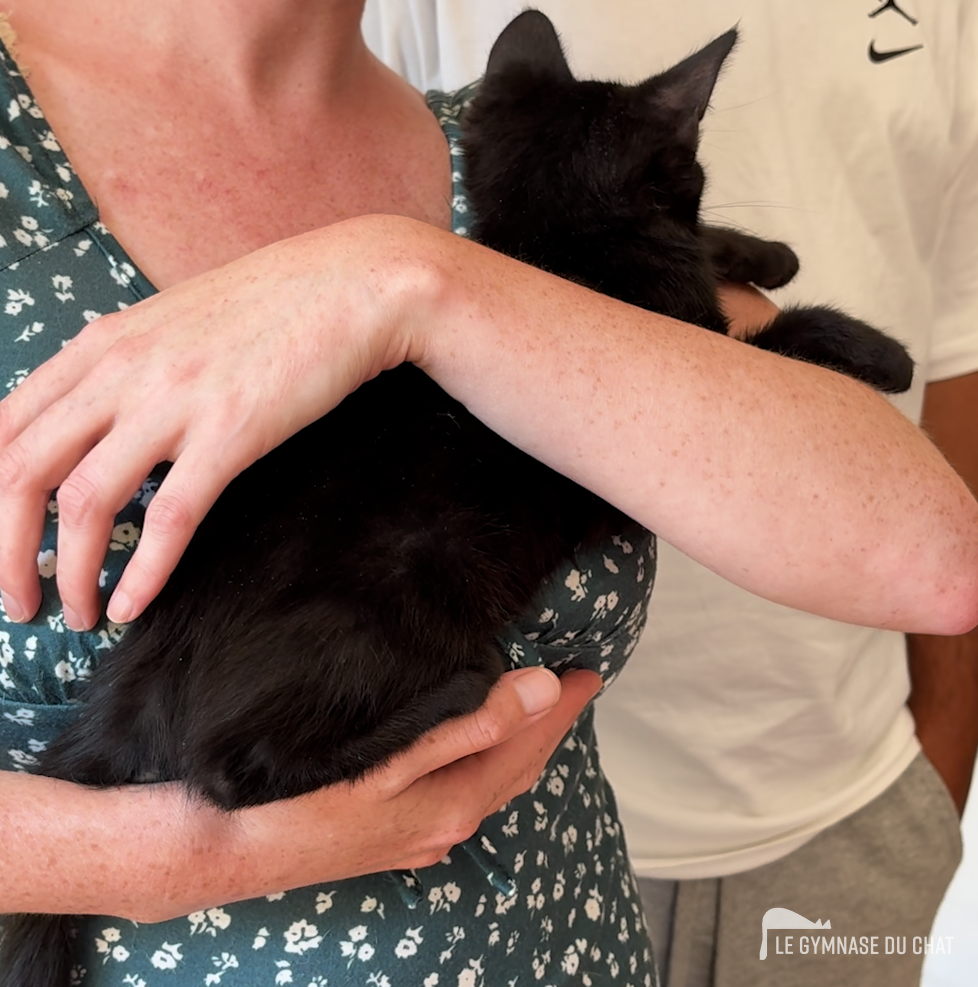 Tout comprendre sur l’adaptation d’un chat dans un nouveau foyer : la règle des 3 jours, 3 semaines, 3 mois