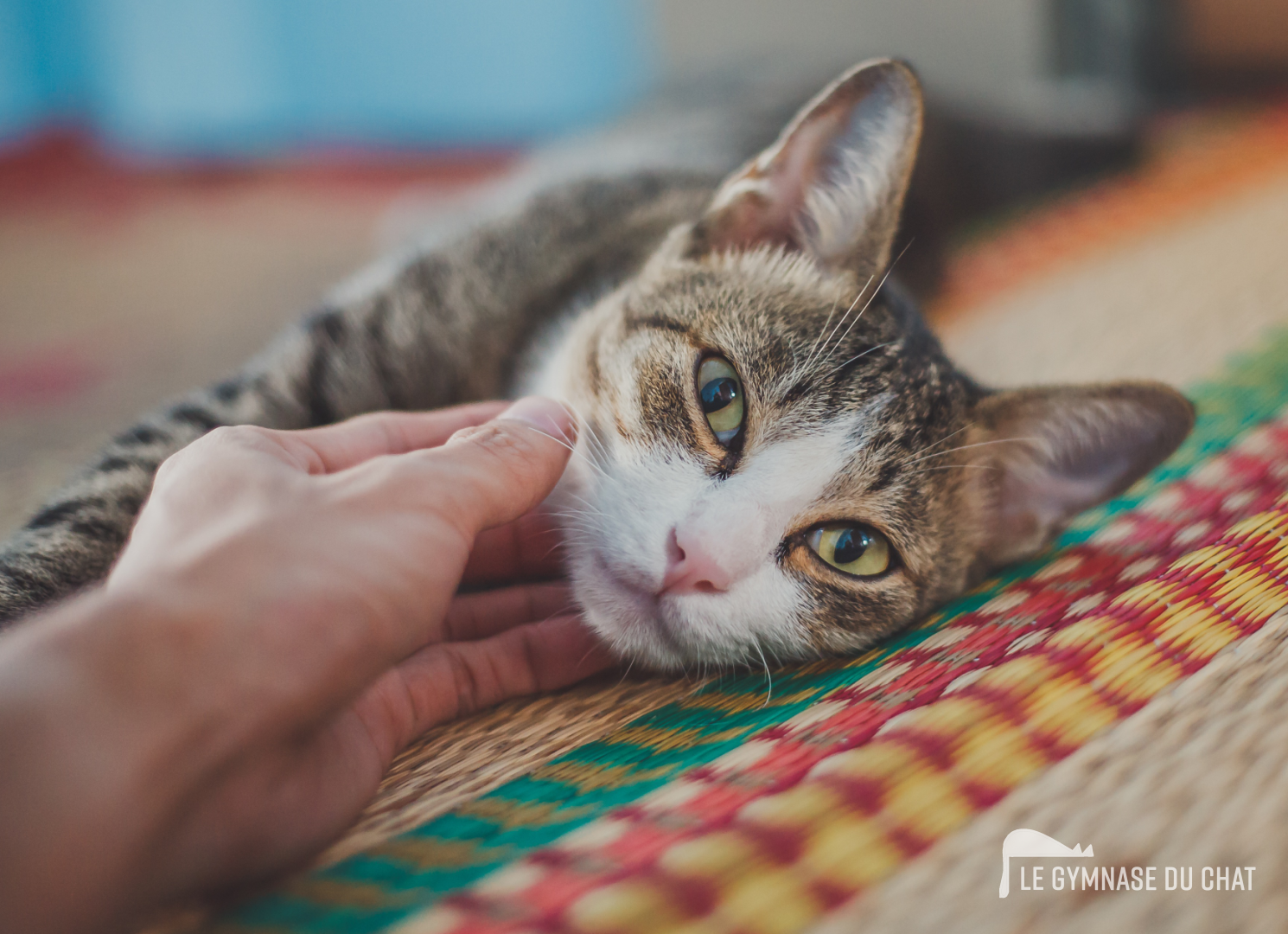 Que dit la loi sur les prénoms des chats ? — Comment choisir le prénom de son chat : guide complet pour bien nommer son compagnon