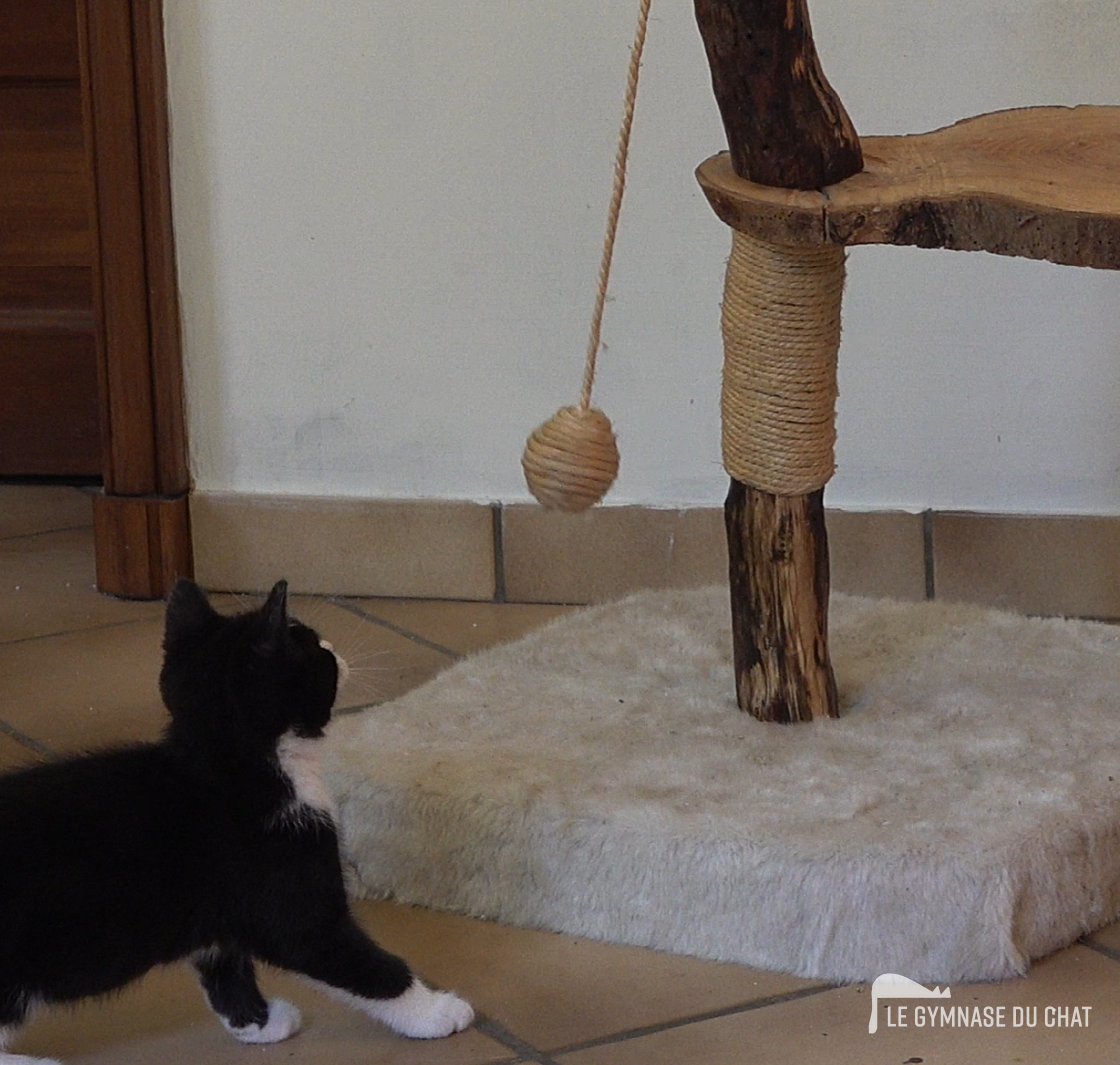 Le griffoir : le critère qu'on sous-estime — Comment choisir un arbre à chat : le guide complet
