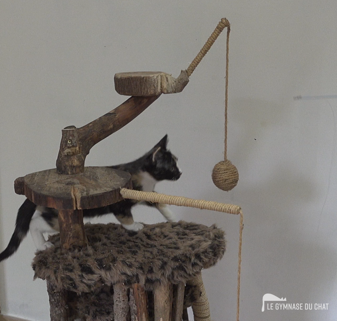 Le budget : penser sur la durée — Comment choisir un arbre à chat : le guide complet