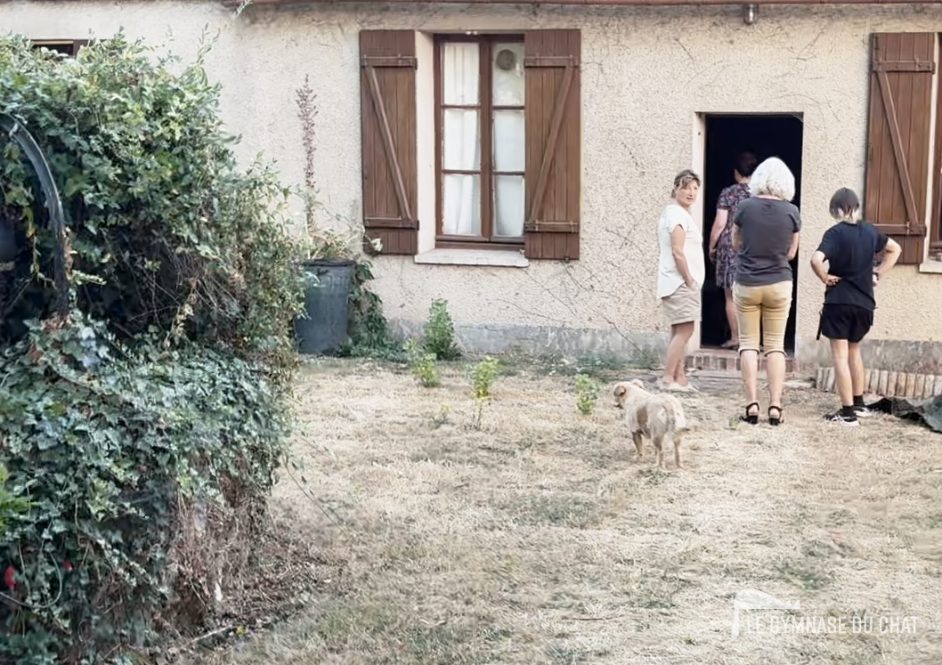 La période d'essai lors de l'adoption d'un chat : pourquoi c'est indispensable