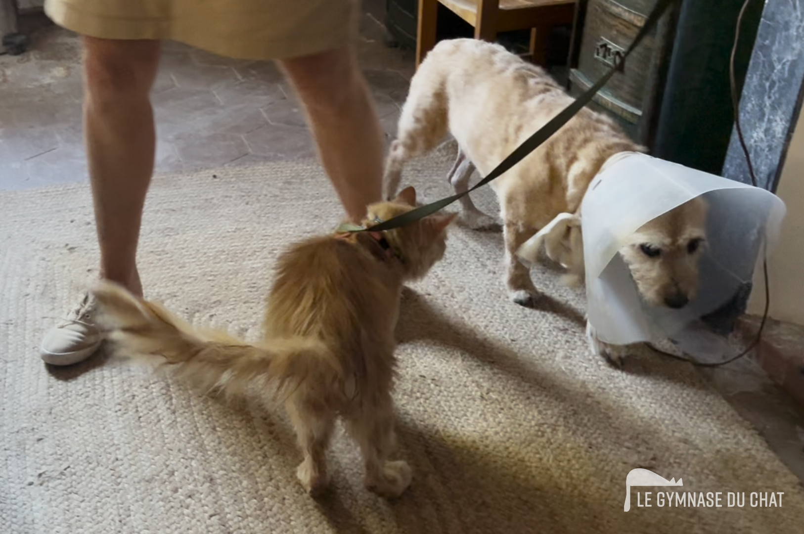 Pourquoi une période d'essai ? — La période d'essai lors de l'adoption d'un chat : pourquoi c'est indispensable