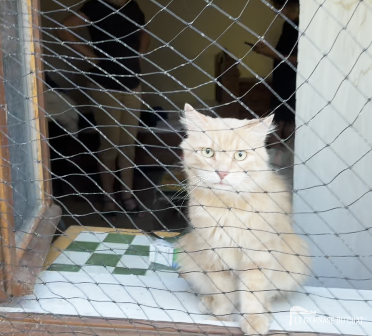Le chat et les enfants : apprendre le respect mutuel — La période d'essai lors de l'adoption d'un chat : pourquoi c'est indispensable