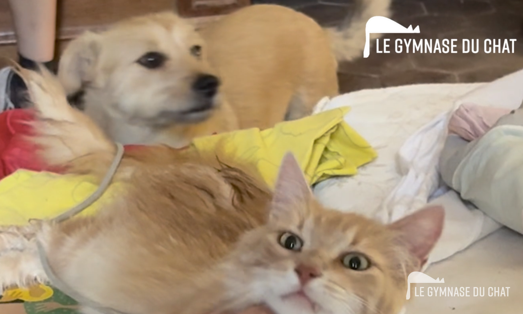 Le chat et le chien : deux territoires, un même foyer — La période d'essai lors de l'adoption d'un chat : pourquoi c'est indispensable