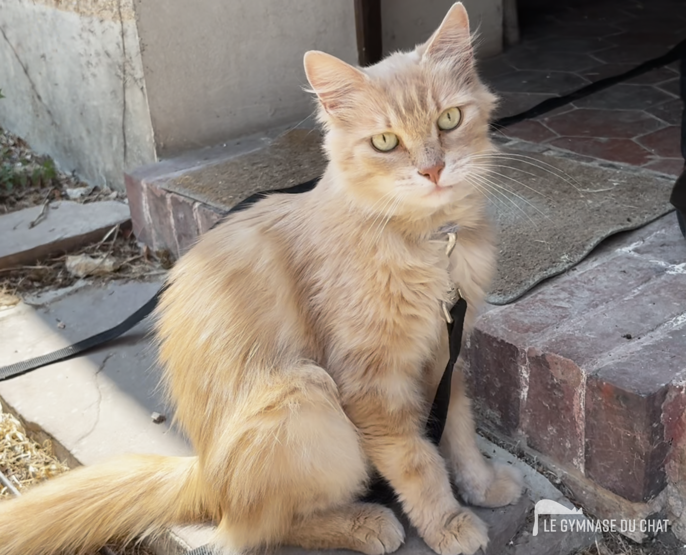 Comment organiser concrètement la période d'essai — La période d'essai lors de l'adoption d'un chat : pourquoi c'est indispensable