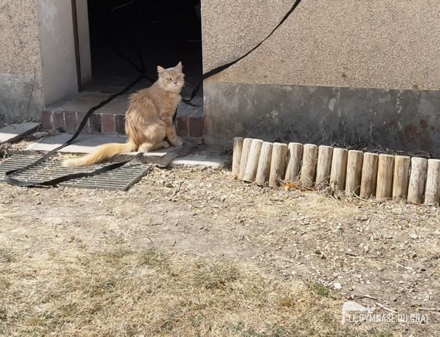 Et si ça ne fonctionne pas ? — La période d'essai lors de l'adoption d'un chat : pourquoi c'est indispensable