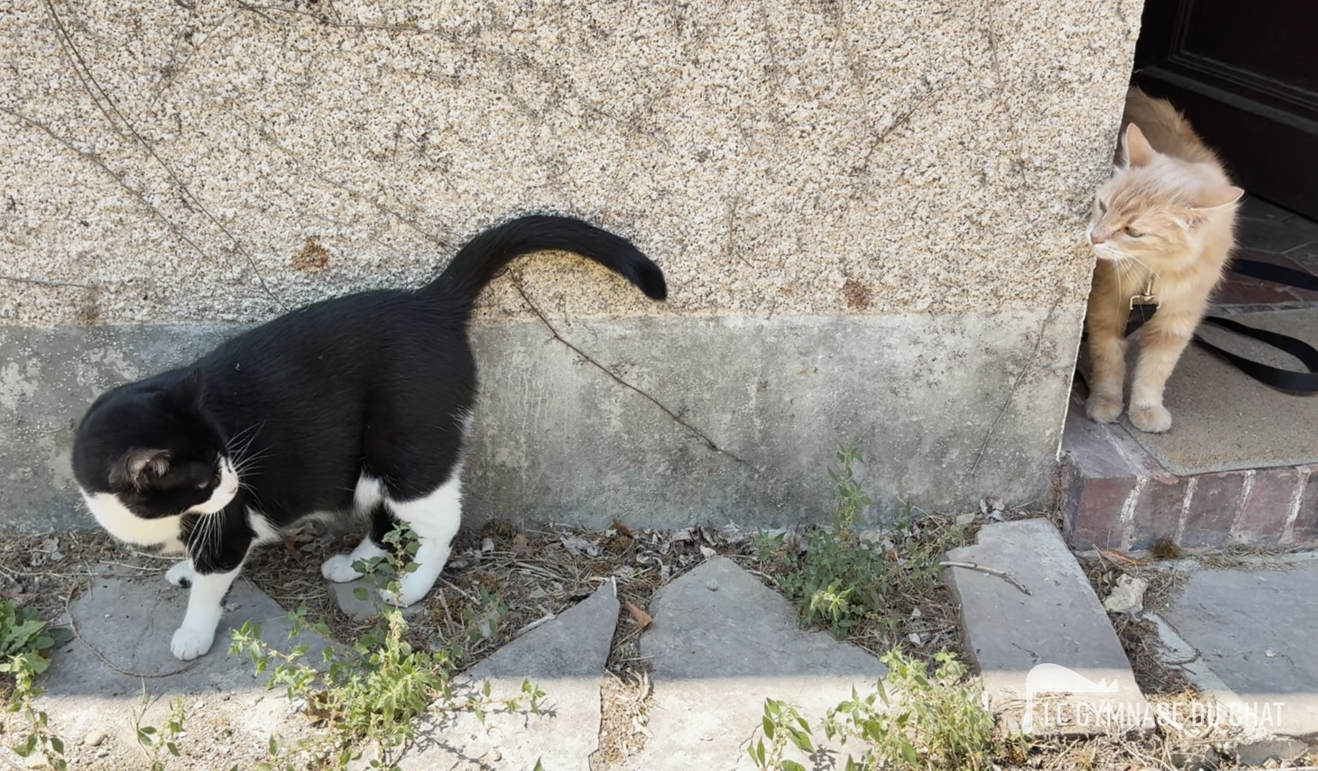 Le chat et les autres chats : hiérarchie et cohabitation — La période d'essai lors de l'adoption d'un chat : pourquoi c'est indispensable