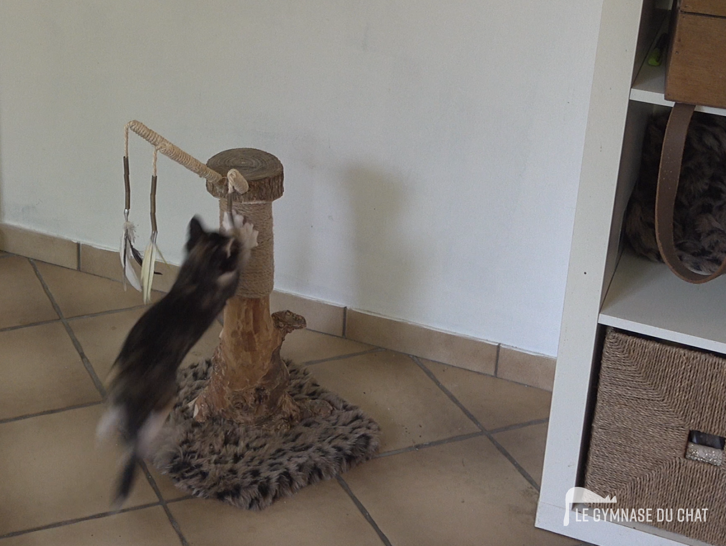 Exemple d'un arbre à chat parfaitement adapté au chaton, le seul truc c'est que le chaton va grandir, par l'arbre :)