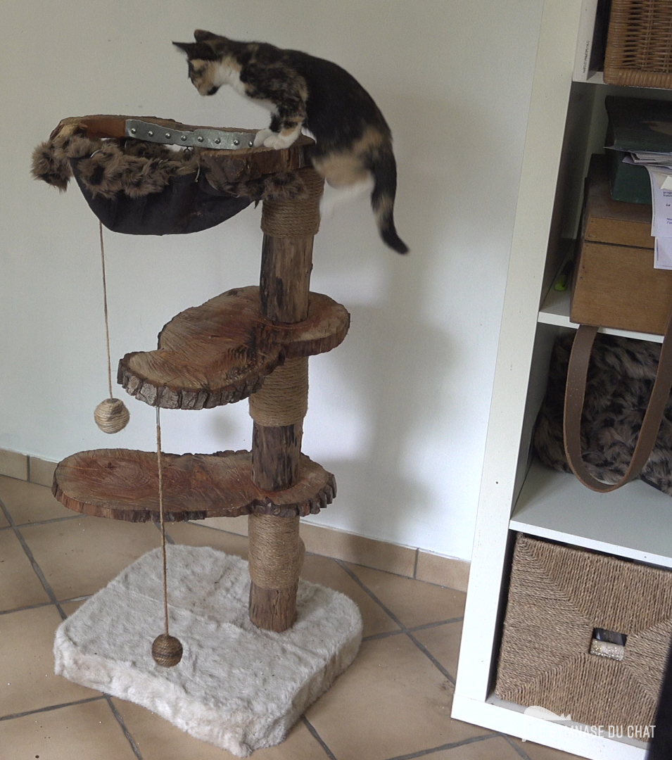 La hauteur selon la taille et le poids du chat — Quelle hauteur idéale pour un arbre à chat ?