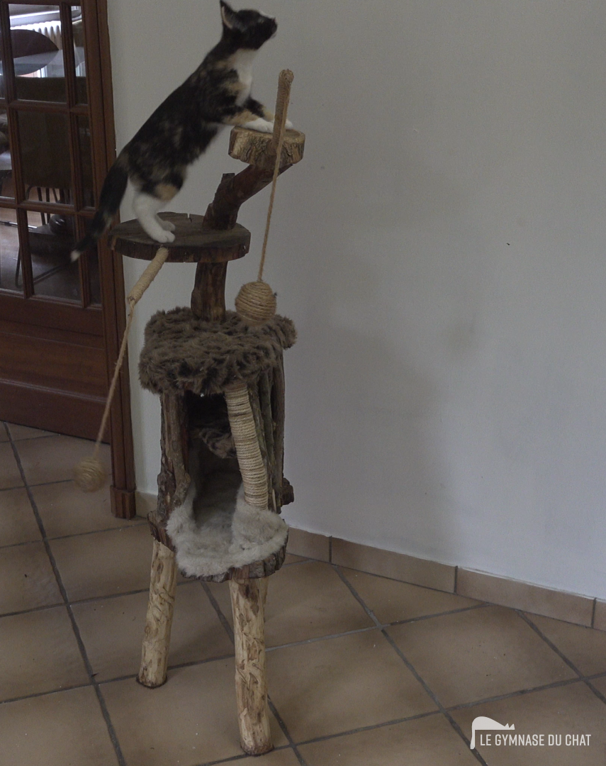 La hauteur selon l'âge du chat — Quelle hauteur idéale pour un arbre à chat ?