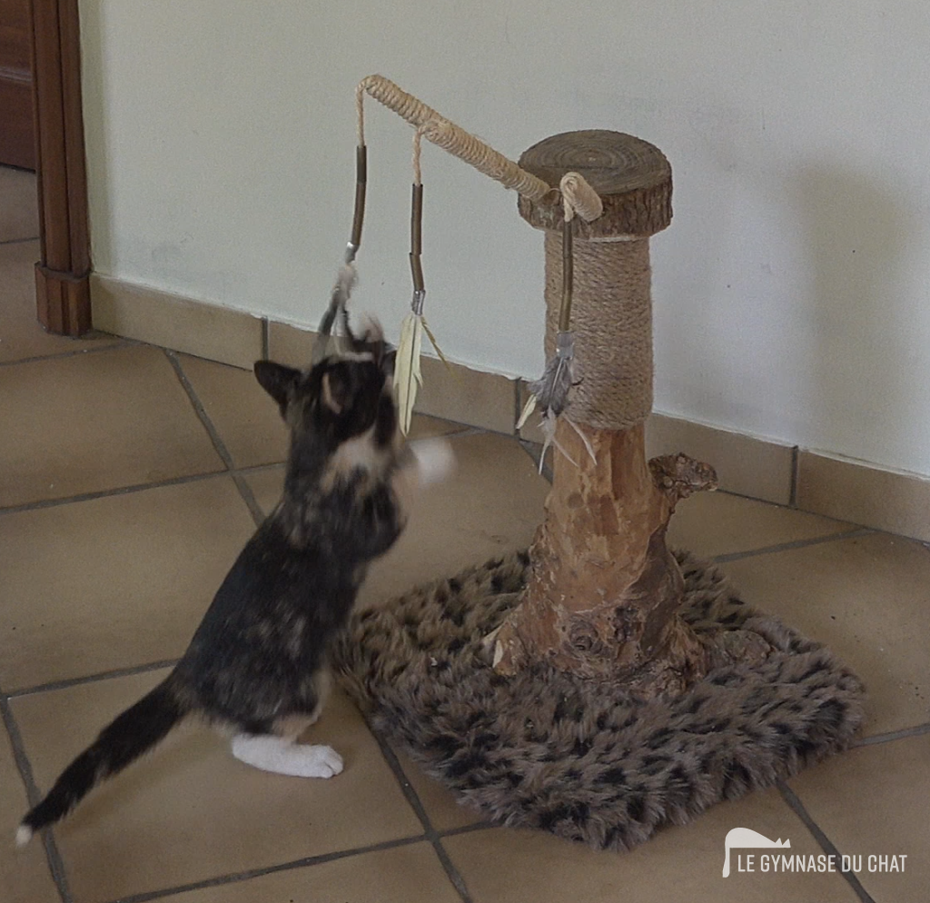 Les erreurs classiques — Quelle hauteur idéale pour un arbre à chat ?