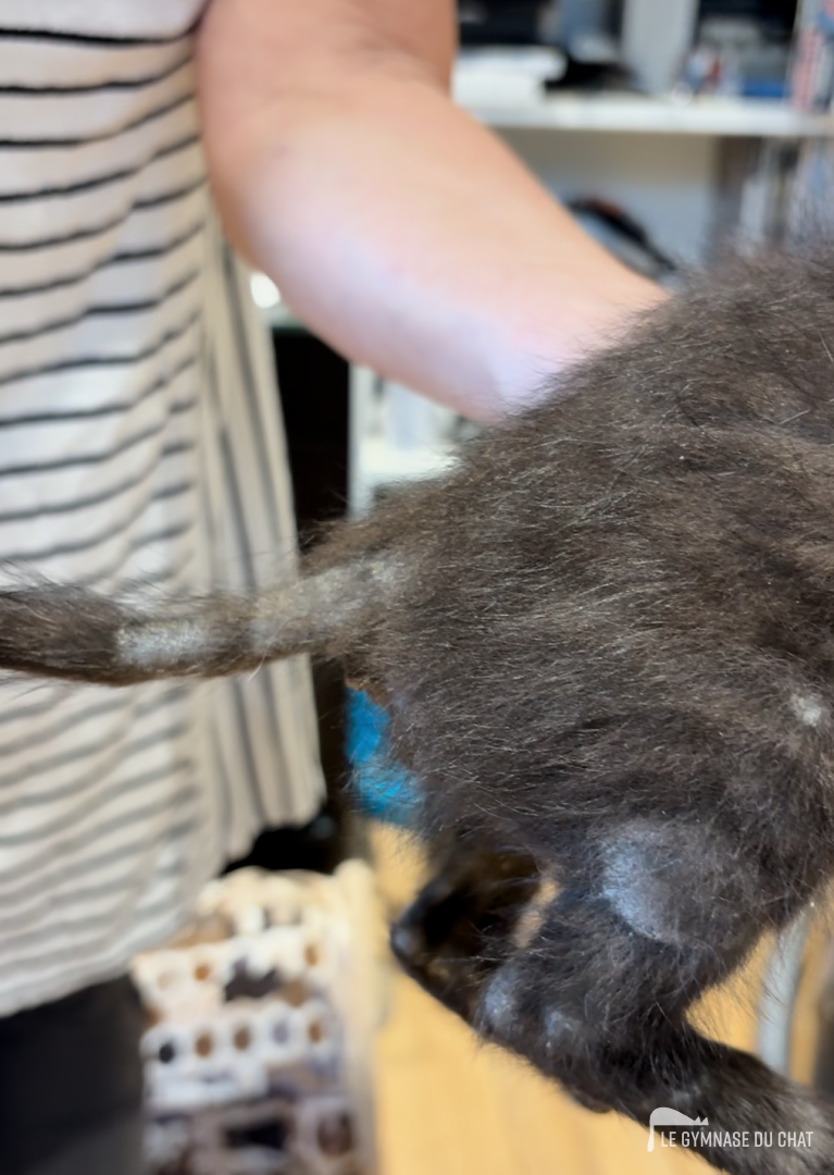 La teigne du chat : reconnaître, traiter et éviter la contamination