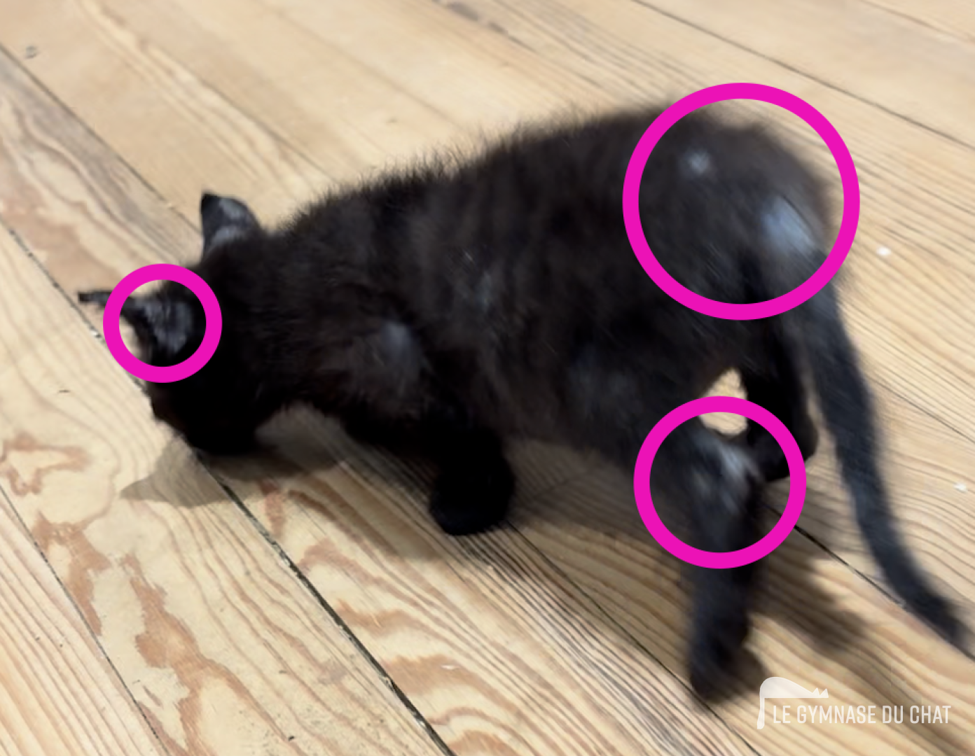 Reconnaître les symptômes — La teigne du chat : reconnaître, traiter et éviter la contamination